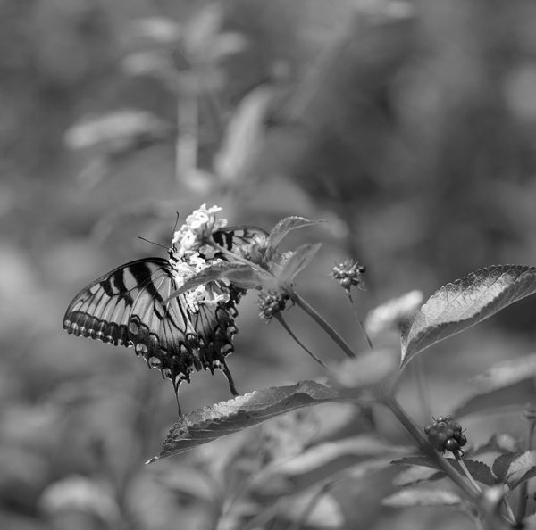 Butterfly in Black and White