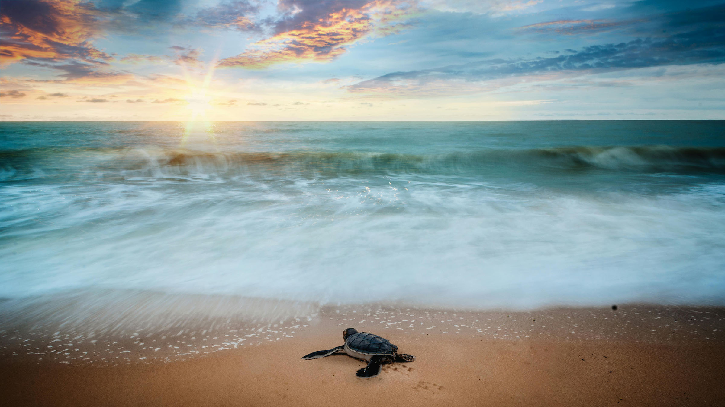 Sea turtle on the beach