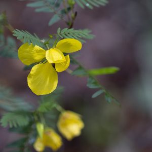 Yellow Flower