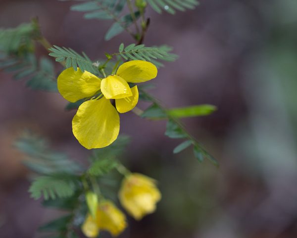 Yellow Flower