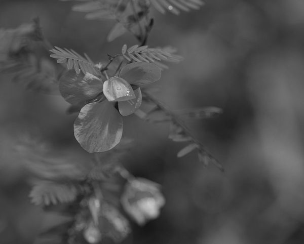 Yellow Flower