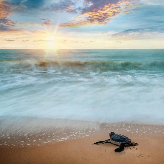 Sea turtle on the beach